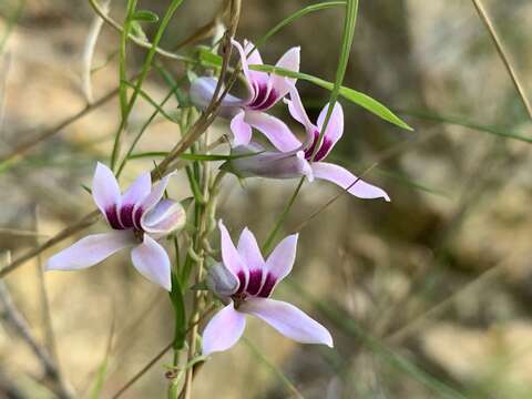 Image of Cyphia sylvatica Eckl. & Zeyh.