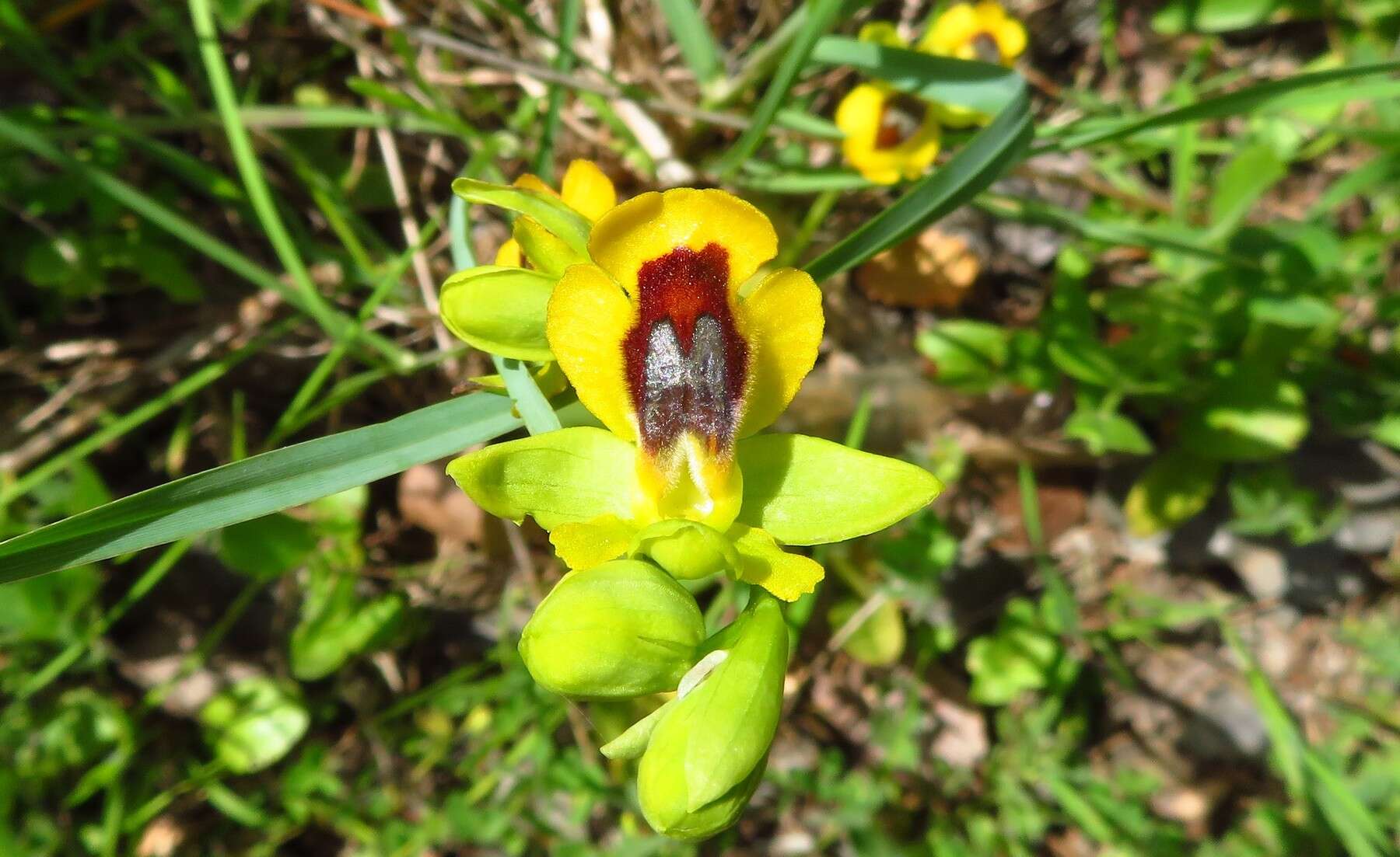 Image of Ophrys lutea subsp. lutea