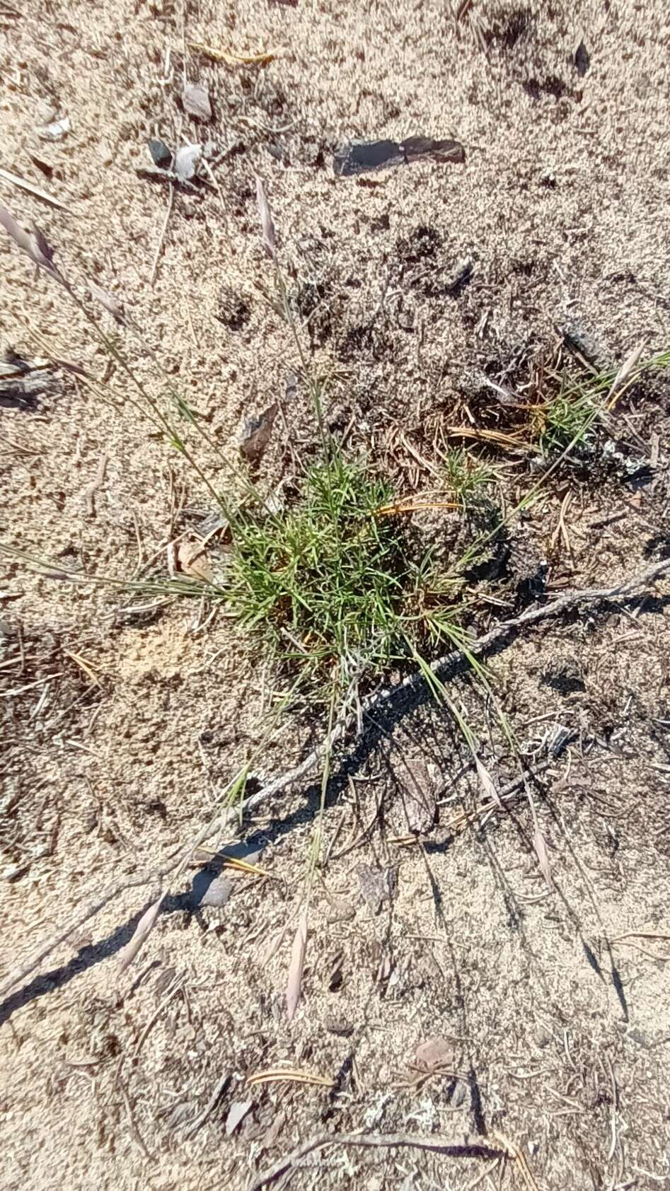 صورة Dianthus arenarius subsp. borussicus Vierh.