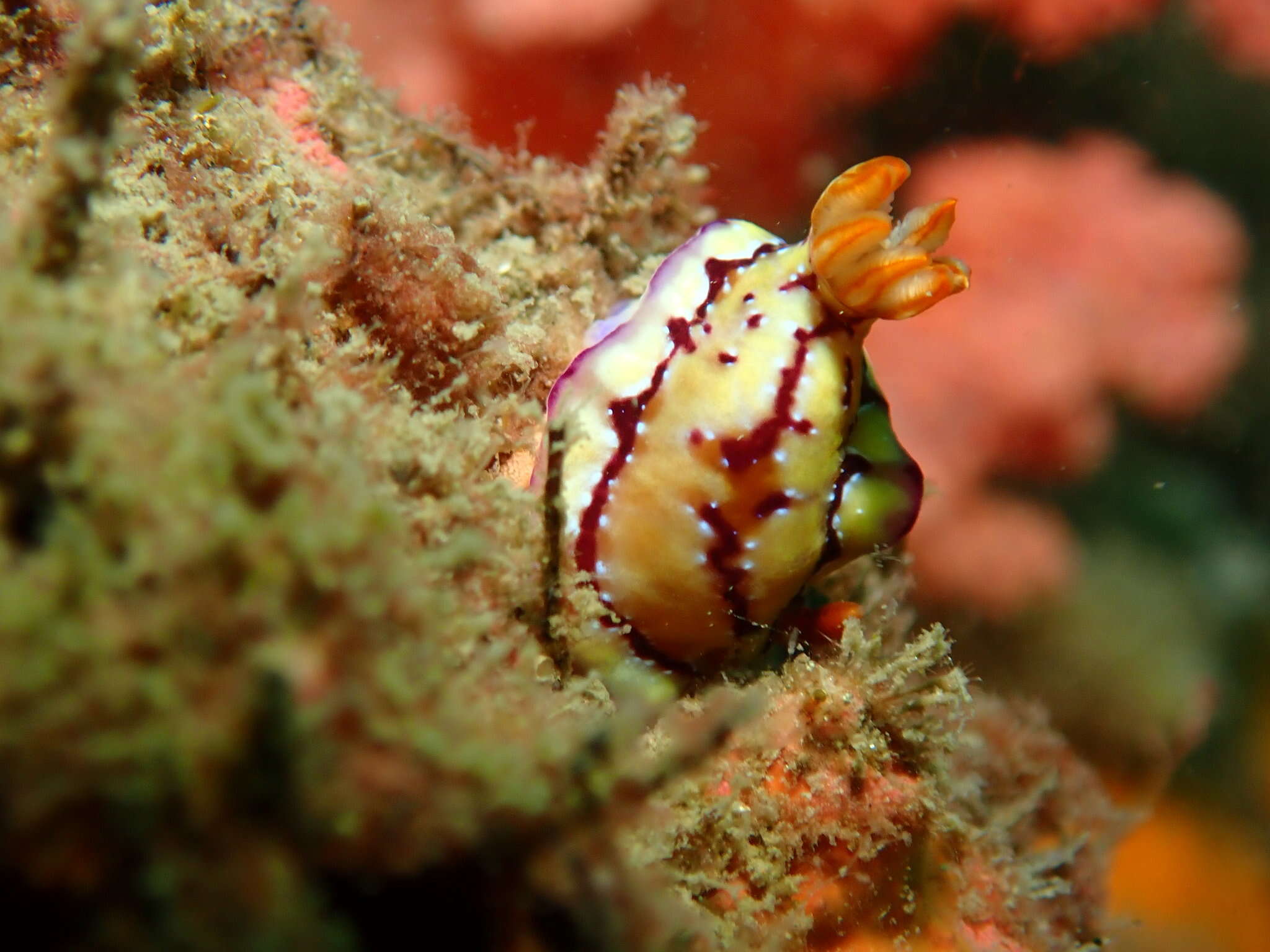 Image of Hypselodoris cerisae Gosliner & R. F. Johnson 2018