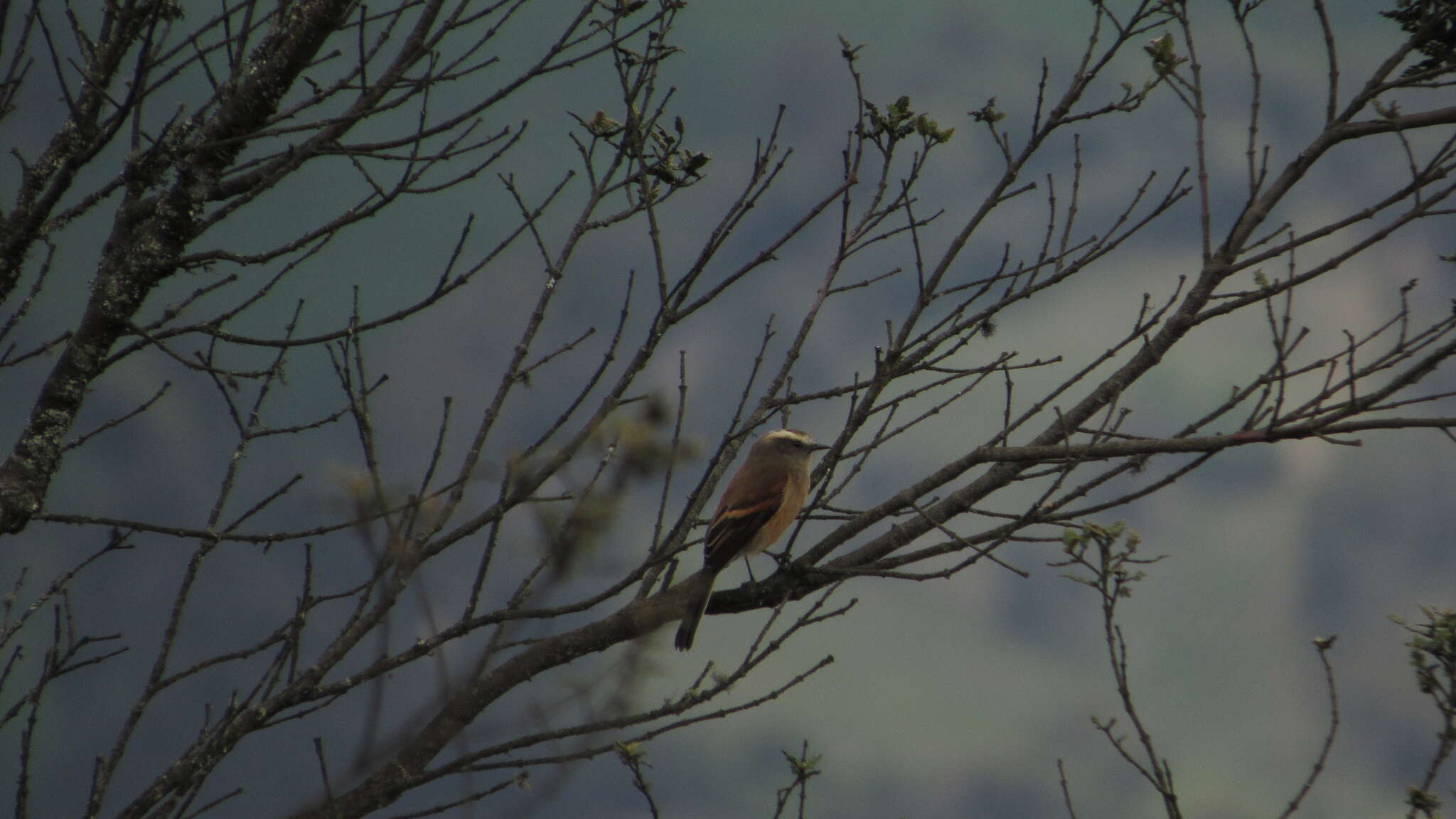 Image of Brown-backed Chat-Tyrant