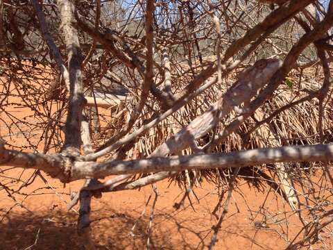 Image of Warty Chameleon