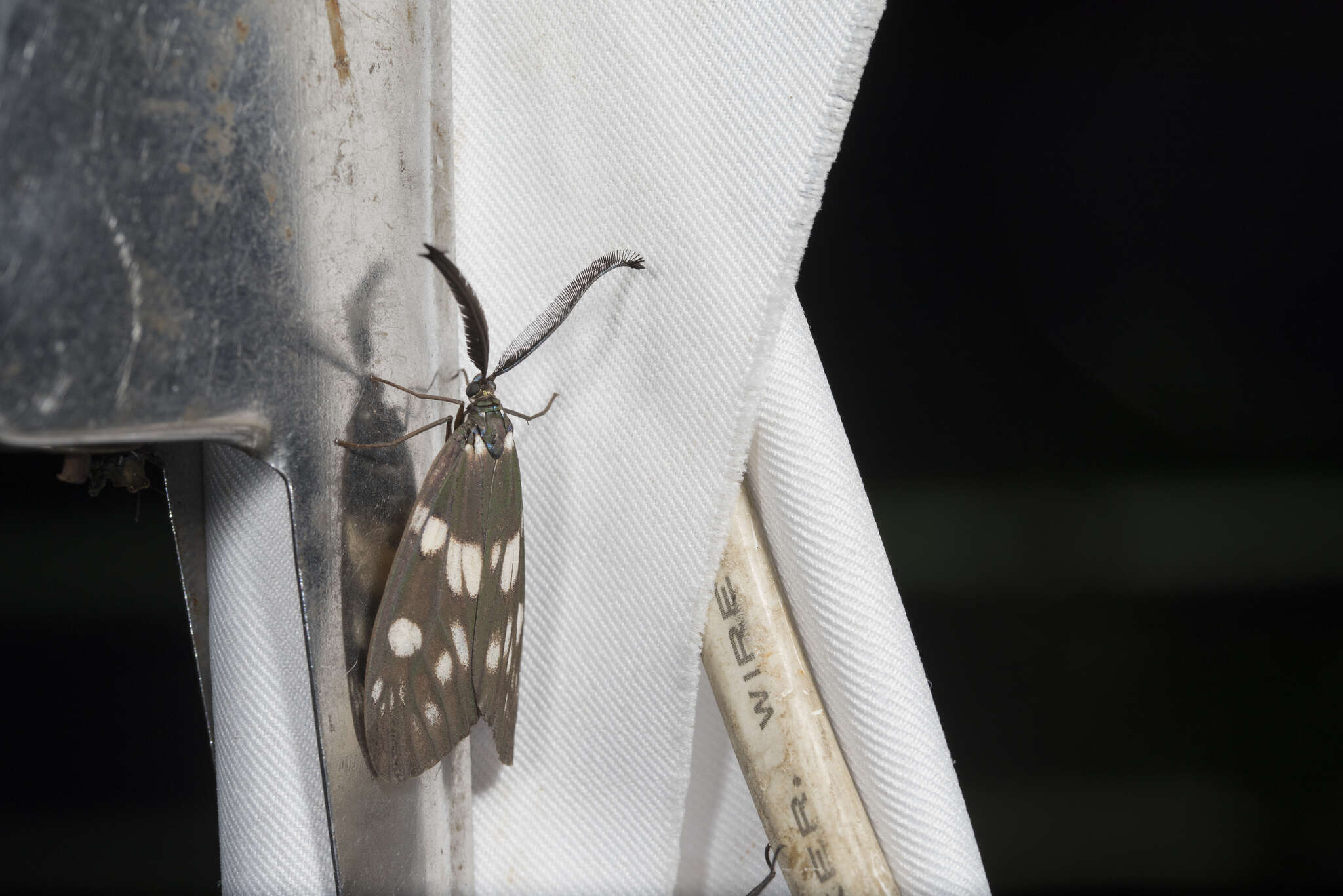 Image of Eterusia aedea formosana Jordan 1907