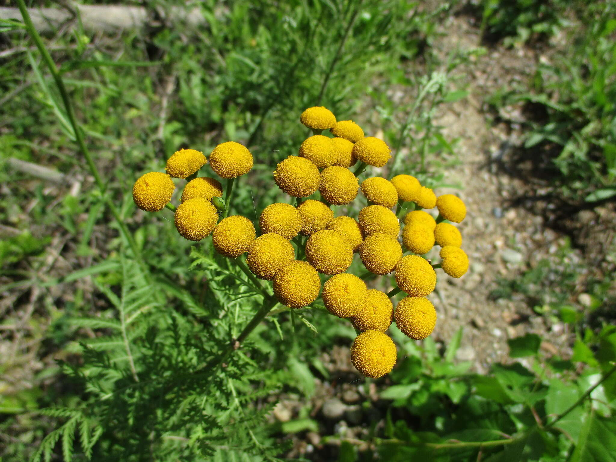 Image of Tanacetum vulgare subsp. boreale (Fisch. ex DC.) A 1975