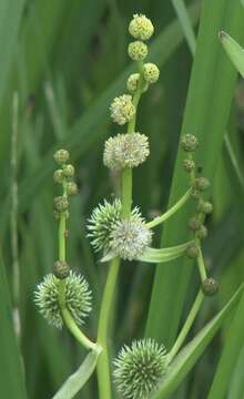 Image of Branched Bur-reed