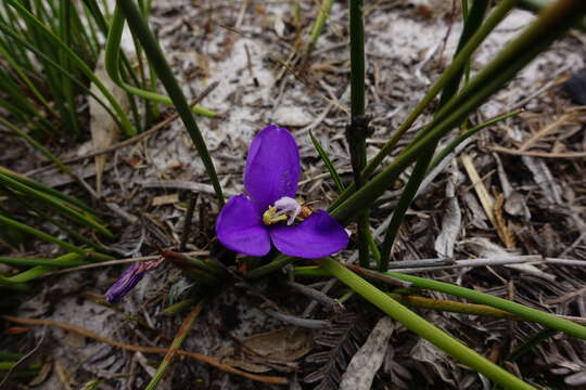 Image of Patersonia fragilis (Labill.) Asch. & Graebn.