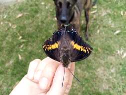 Image of Charaxes castor