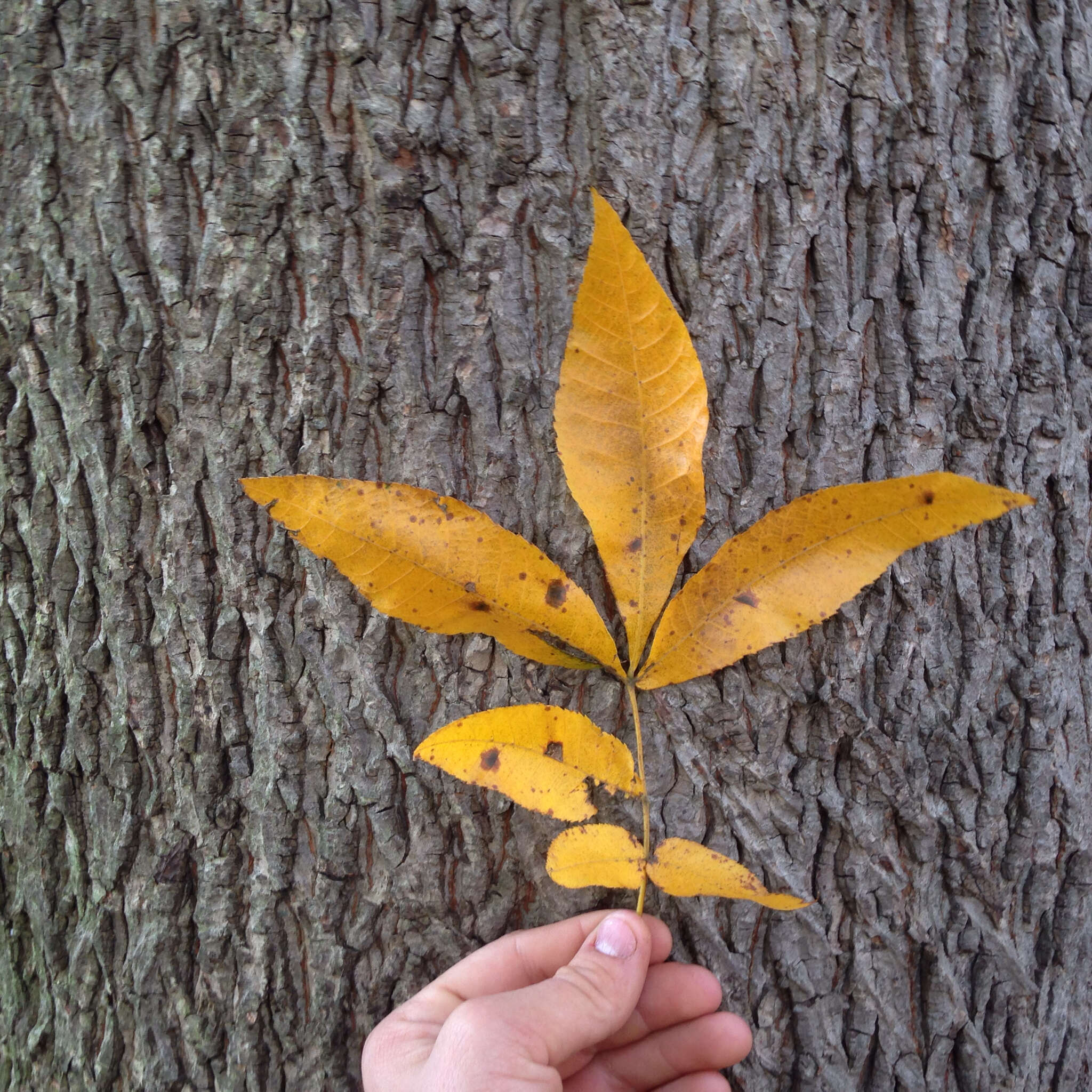 Image of bitternut hickory