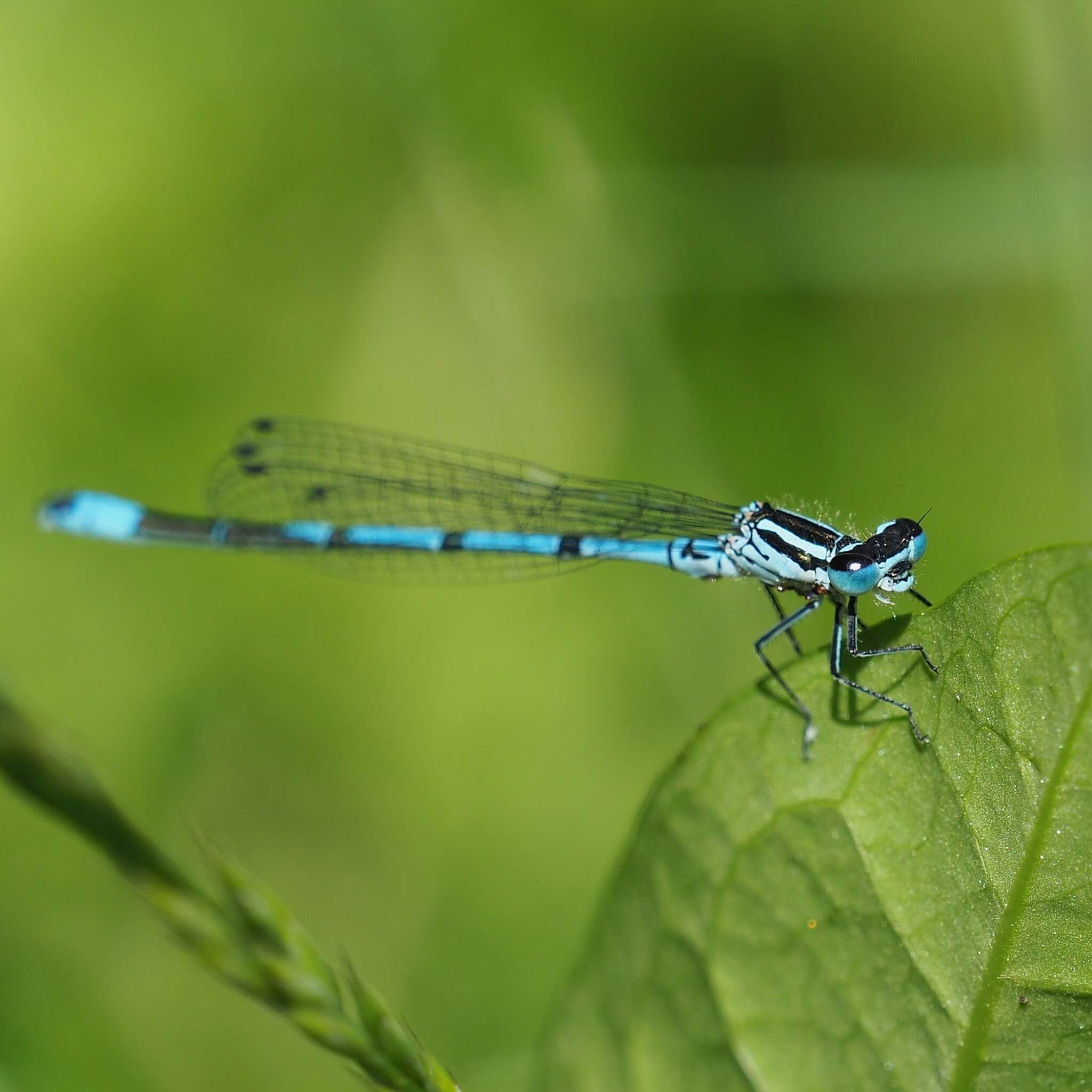 Imagem de Coenagrion puella (Linnaeus 1758)