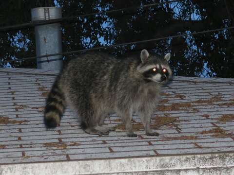 Image of California Raccoon