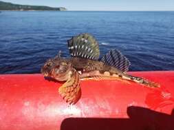 Image of Arctic Staghorn Sculpin