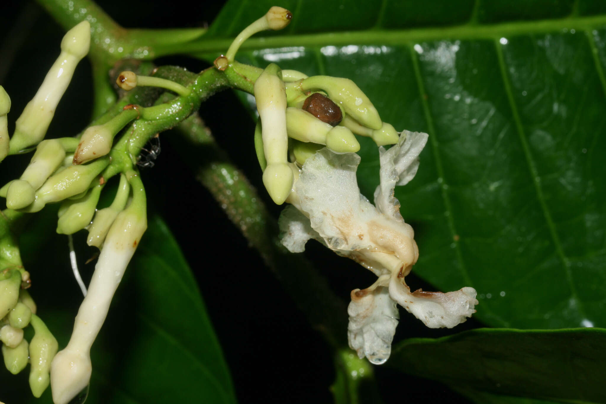 Image of Tabernaemontana siphilitica (L. fil.) A. J. M. Leeuwenberg