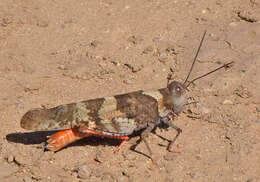 Trimerotropis melanoptera McNeill 1901 resmi