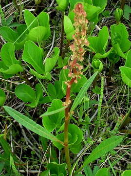 Rumex arcticus Trautv.的圖片