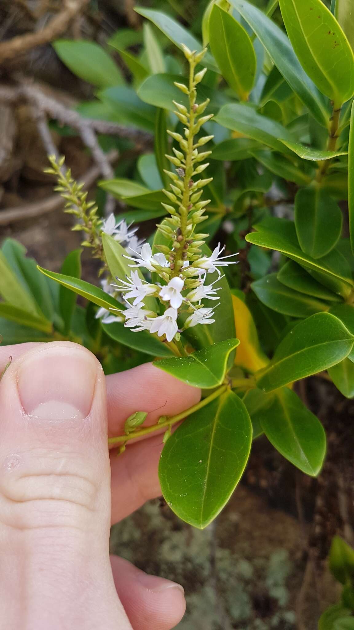 Image of Veronica bollonsii Cockayne