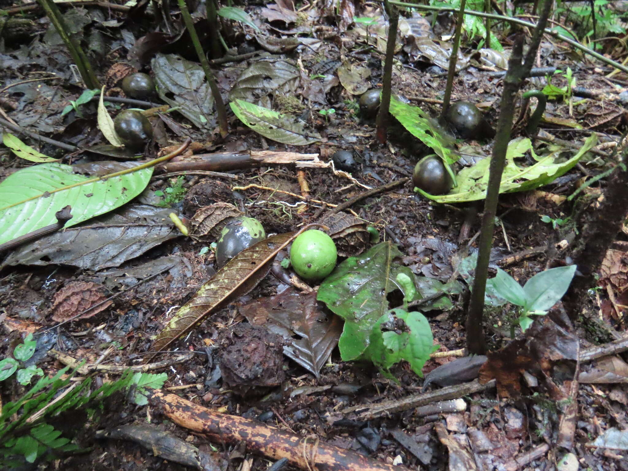 Слика од Calatola costaricensis Standl.