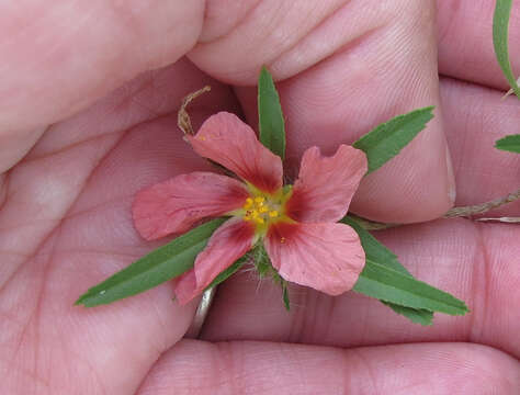 Image of bracted fanpetals