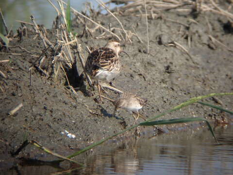 Image of Long-toed Stint