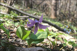 Image of Erythronium japonicum Decne.