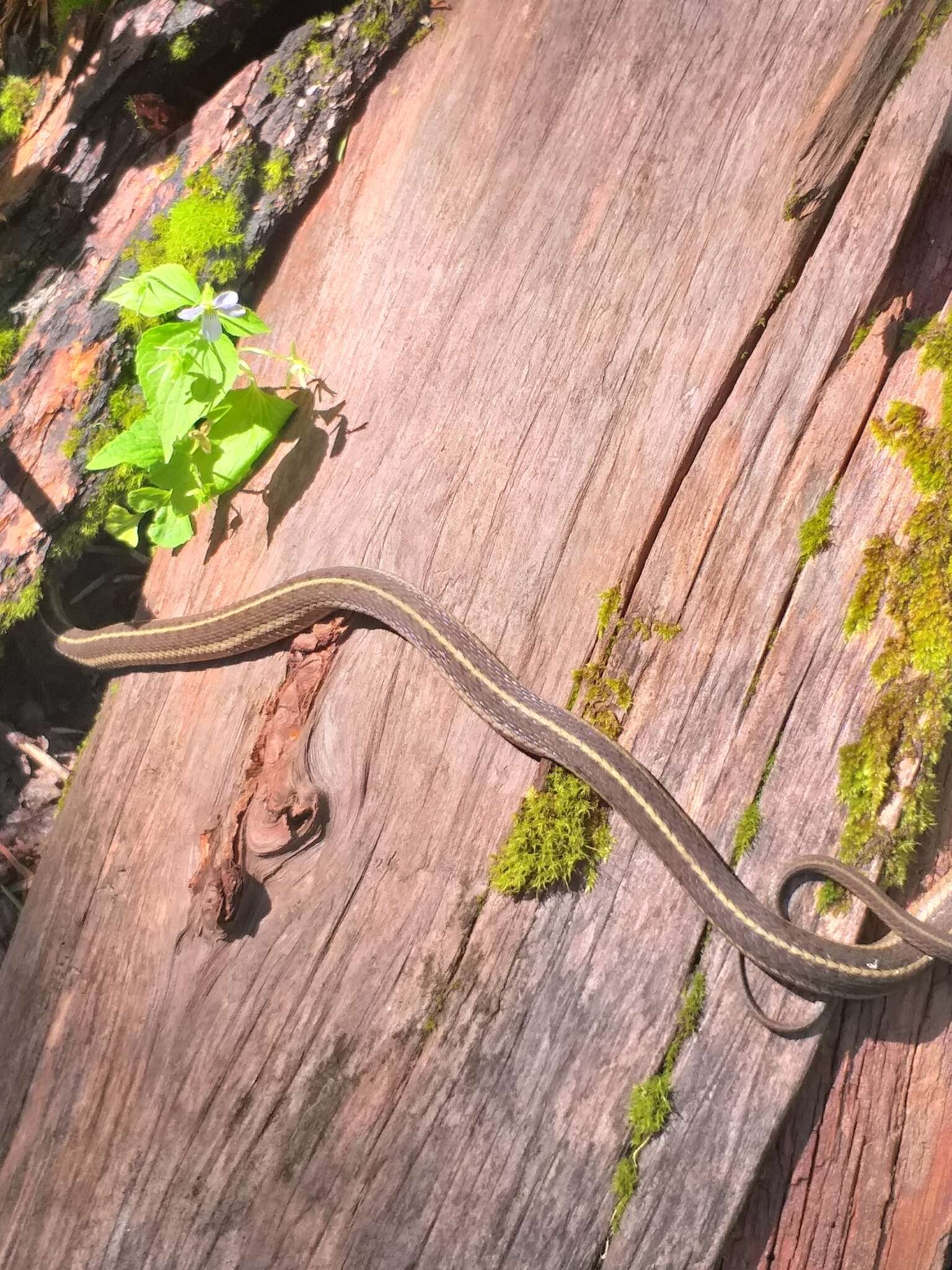 Image of Thamnophis errans H. M. Smith 1942