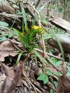 Image of Grass orchids