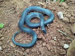 Image of Peters' Earth Snake