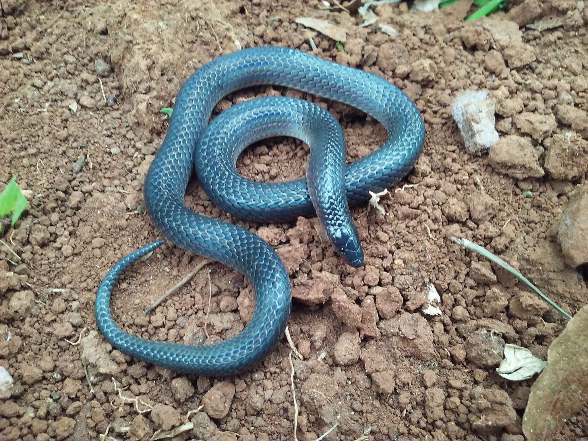 Image of Peters' Earth Snake