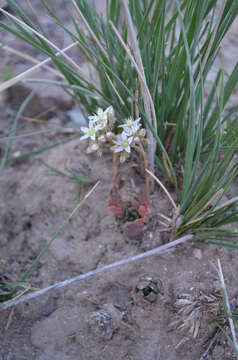 Image of Rosularia platyphylla (Schrenk) Berger