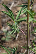 Image of Cleome lutea