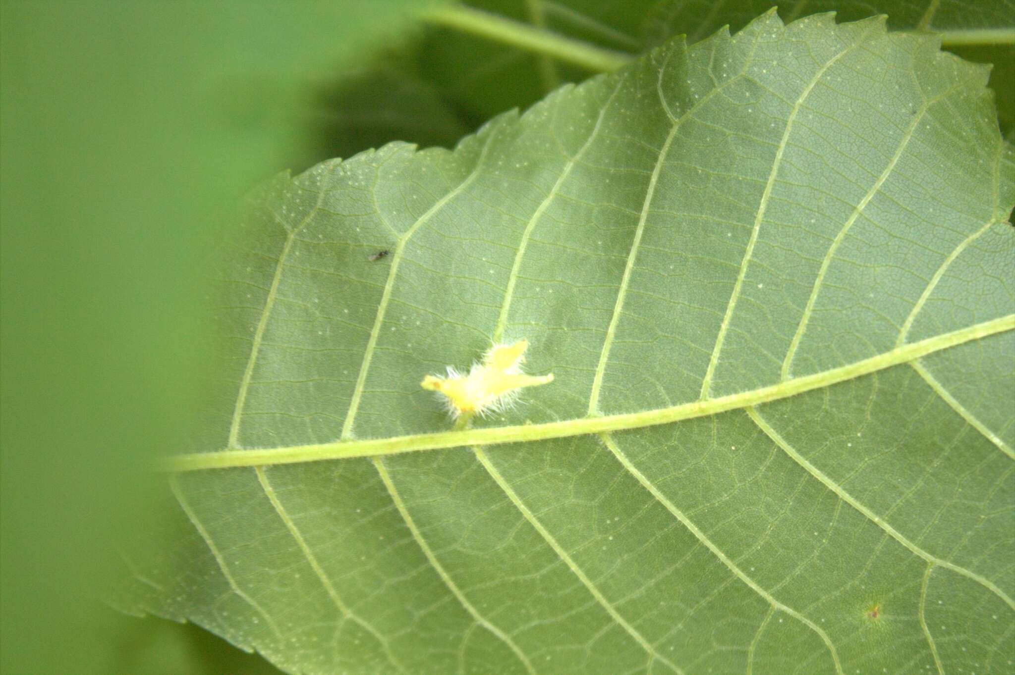 Image of Caryomyia cucurbitata Gagne 2008