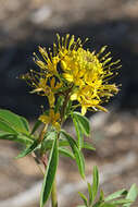 Image of Cleome lutea