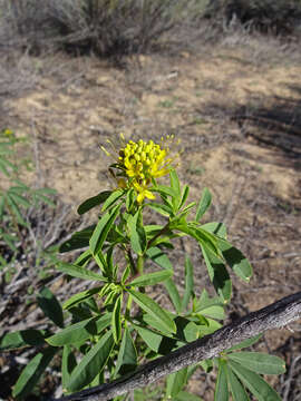 Image of Cleome lutea