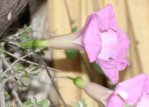 Plancia ëd Ipomoea batatoides Choisy