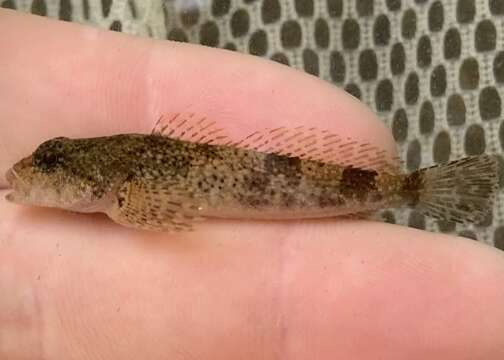 Image of Black sculpin