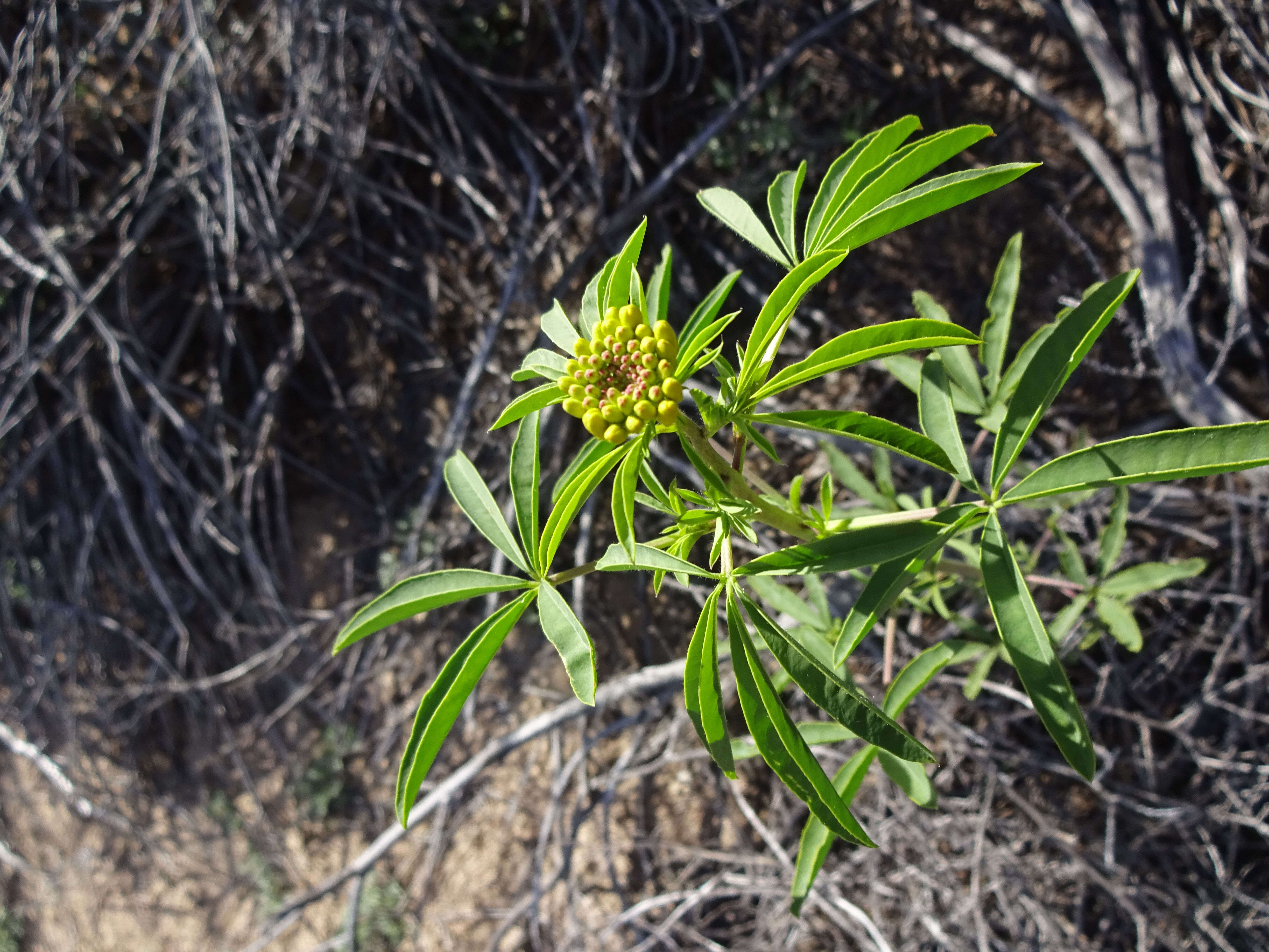 Image of Cleome lutea