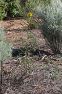 Image of Cleome lutea