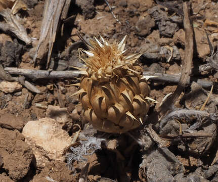 Image of Klasea pusilla (Labill.) Greuter & Wagenitz