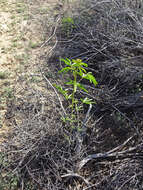 Image of Cleome lutea