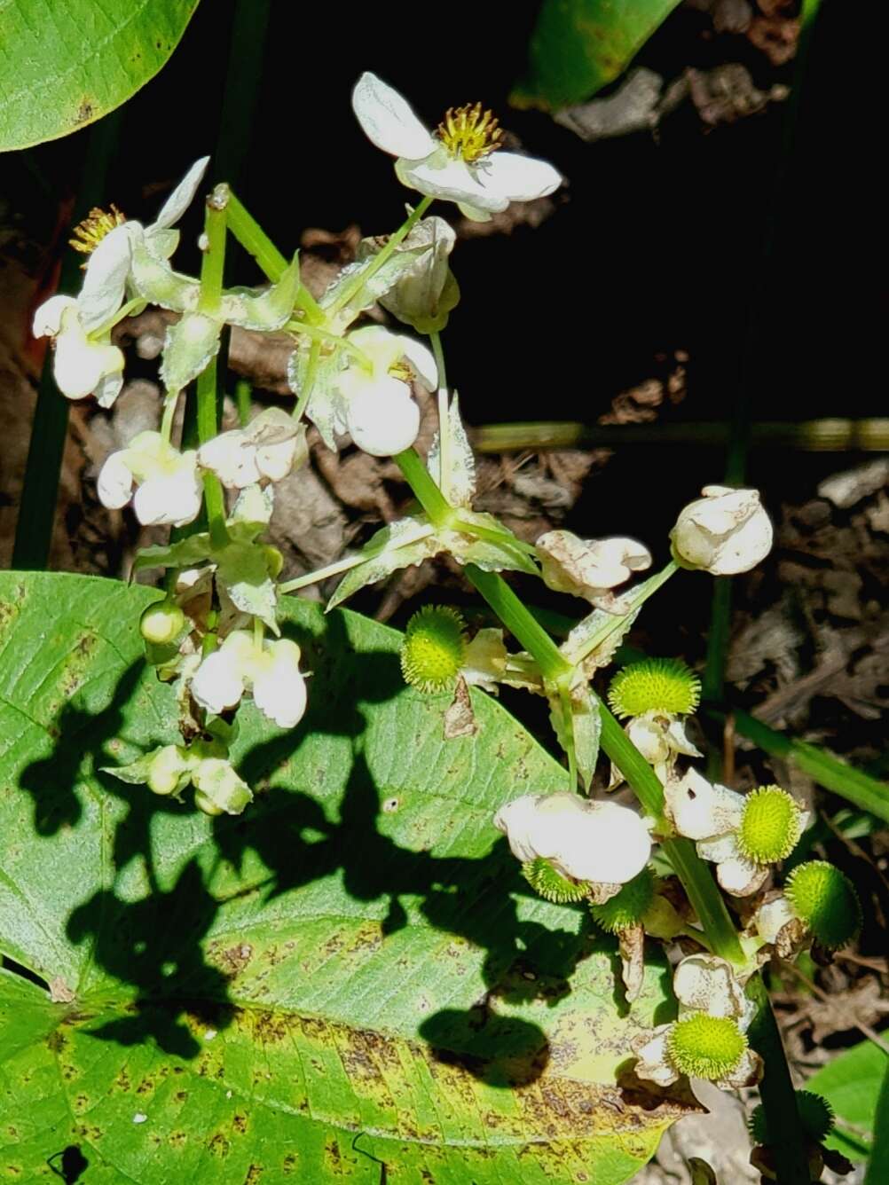 Imagem de Sagittaria australis (J. G. Sm.) Small