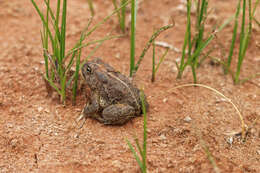 Image de Anaxyrus americanus (Holbrook 1836)