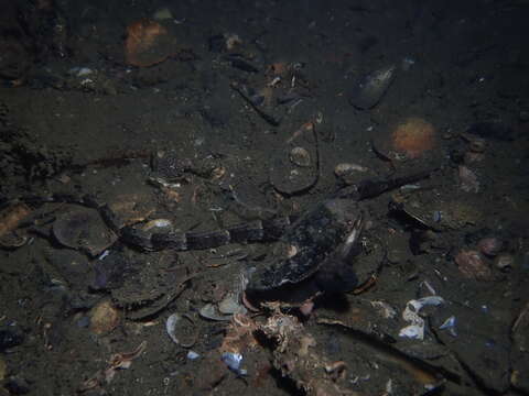 Image of Narrow-snouted Pipefish