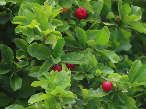 Image of Barbados cherry