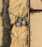 Image of Western snowy plover