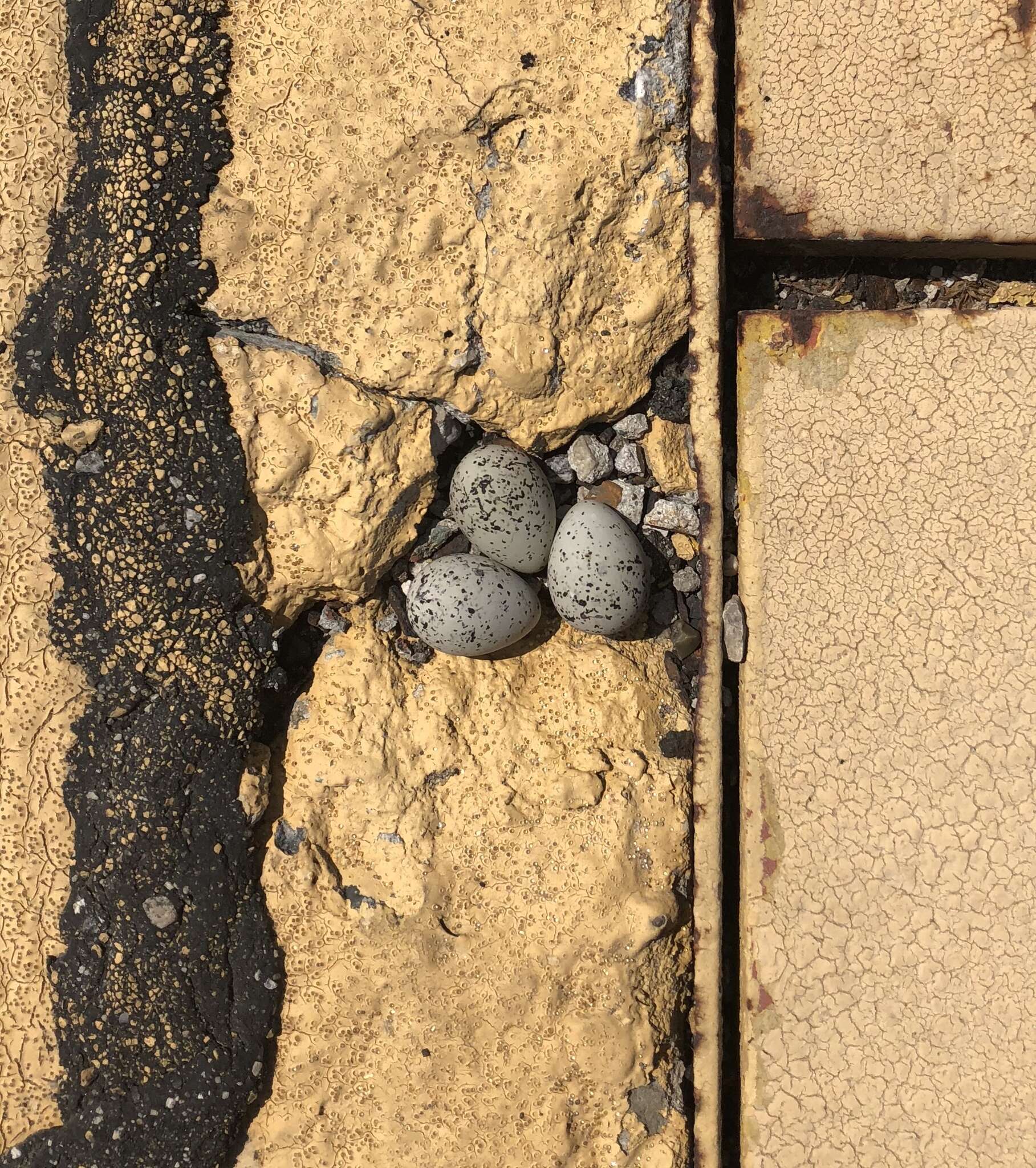 Image of Western snowy plover
