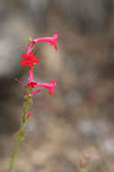 Image of Utah penstemon