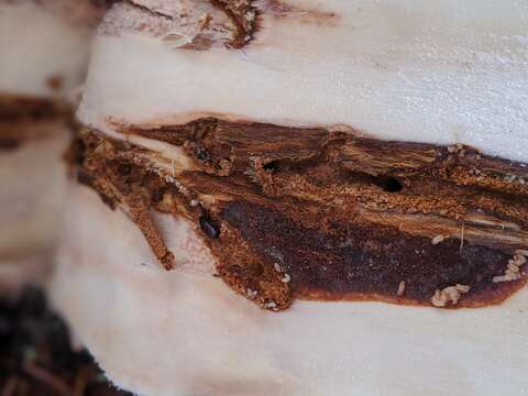 Image of Spruce Beetle