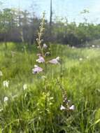 Image of Godfrey's False Dragonhead