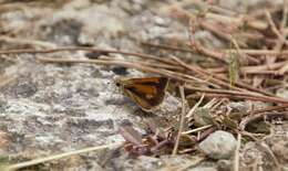 Image of Baracoa skipper