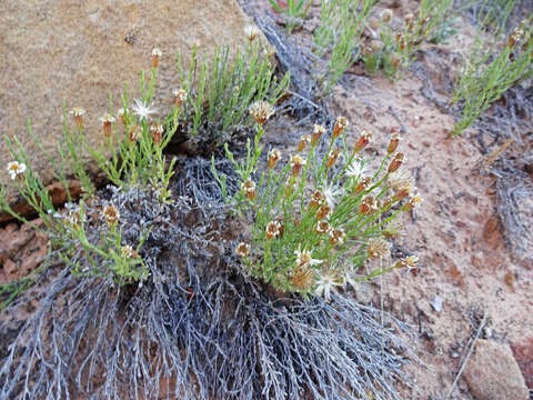 Image of rose heath