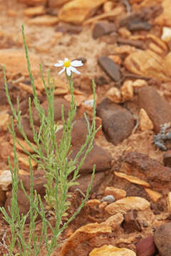 Image of rose heath